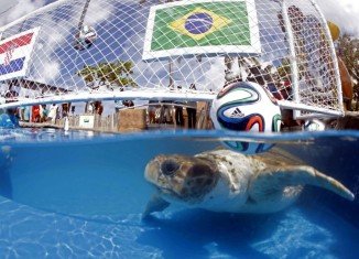 For the World Cup 2014, host country Brazil has chosen a sea turtle, named Big Head, as its oracle