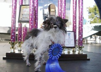 Peanut has been crowned the World's Ugliest Dog at a contest for freakish-looking pets in California