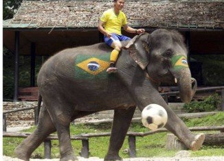 Thailand’s football match with elephants representing World Cup nations