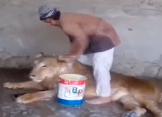 Yemeni man giving bath to a lion in cage