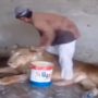 Video of Yemeni man giving bath to lion goes viral