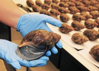 Customs agents have seized 67 live giant African snails at Los Angeles International Airport