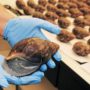 Live giant African snails seized at Los Angeles airport