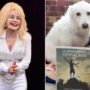 Dolly Parton wants to adopt Glastonbury dog