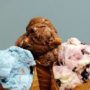 Top 10 ice cream parlors in US