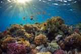Many of the Caribbean's coral reefs could vanish in the next 20 years