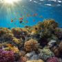 IUCN report: Most Caribbean coral reefs may disappear in the next 20 years