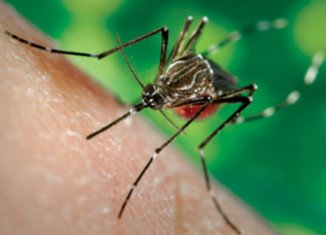 The number of suspected and confirmed cases of chikungunya virus in Caribbean countries has risen sharply over past weeks