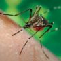 Chikungunya virus: Sharp rise of confirmed cases in Caribbean countries