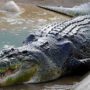 Crocodile attack at Shoalhaven zoo in Australia