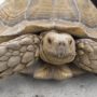 Giant tortoise found strolling in suburban Los Angeles