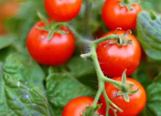 Eating tomatoes may lower the risk of prostate cancer