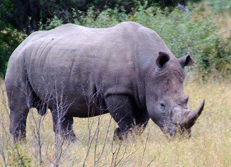 South Africa's Kruger National Park will evacuate hundreds of rhinos to save them from poachers