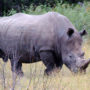Rhinos to be evacuated from South Africa’s Kruger National Park