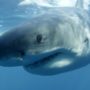 Australia: Man killed in shark attack at Byron Bay