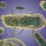 Plague and botulism pathogens found improperly stored in NIH and FDA labs