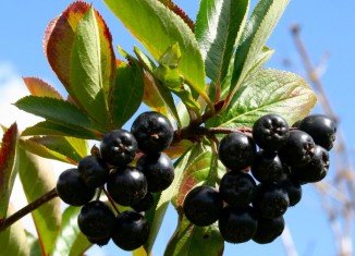 Chokeberries may have a role in boosting cancer therapy
