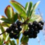 Chokeberries boost pancreatic cancer therapy