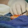 Goldfish undergoes brain surgery in Australia