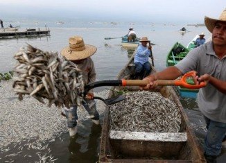 Hundreds of thousands of fish have been washed up on the shores of Lake Cajititlan in Jalisco over the past week