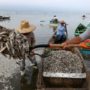 Mass fish death in Lake Cajititlan sparks environmental alert in Mexico