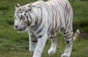 White tigers are a rare variant of the customary orange Bengal sub-species