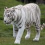 White tiger kills teenager at Delhi zoo