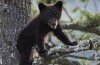 Bears are not known to live in Central Park at the centre of one of America's most densely populated cities