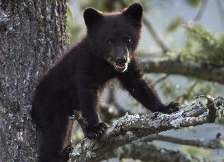 Bears are not known to live in Central Park at the centre of one of America's most densely populated cities