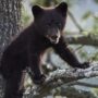 Black bear cub found dead in Central Park