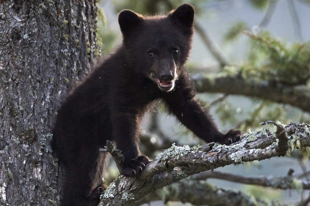 Black Bear Cub Found Dead In Central Park BelleNews