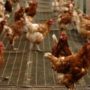 Bird flu discovered at poultry farm in the Netherlands