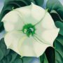 Georgia O’Keeffe’s Jimson Weed, White Flower No 1 sets auction record for female artist