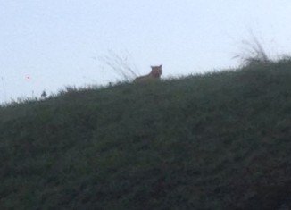 Police and firefighters are desperately hunting for a tiger on the loose near Paris