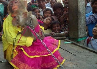 Ramu and his bride, a female monkey called Ramdulari