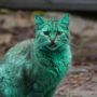 Bulgaria’s green cat: Mystery solved