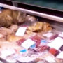 Cat eats $1,000 of fish at Vladivostok airport