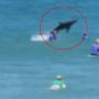 Spinner shark photobombs surfers at Coffs Harbour competition in Australia