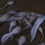 World’s deepest living fish discovered in Mariana Trench