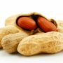 Study: Peanut allergy risk cut by over 80% after early exposure