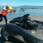 New Zealand: More than 100 pilot whales die on Farewell Spit beach