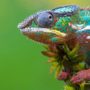 Chameleon changes colors by rearranging crystals inside specialized skin cells