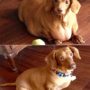 Dennis: Obese dachshund sheds 44lb on diet