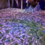 Egypt’s new capital city plans unveiled