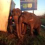 Elephants save 18 wheeler truck from overturning in Louisiana
