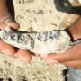 First human’s jawbone unearthed in Ethiopia