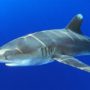 Red Sea shark attack kills German tourist in Egypt