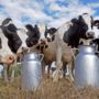 EU milk quota system lifted after more than 30 years of efforts to prevent overproduction