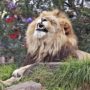 Lion Shot Dead After Killing Keeper at China’s Taian Tiger Mountain Park