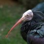 Northern Bald Ibis: Rare Bird May Become Extinct in ISIS-Held Palmyra